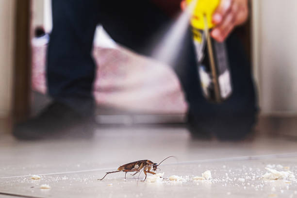 Insect Control in Middletown, NY