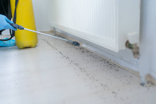 Best Flea Control Services  in Middletown, NY